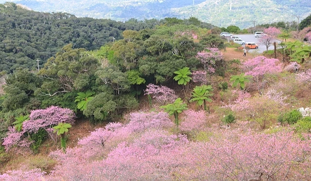 本部八重岳櫻之森公園寒緋櫻盛開,粉紅色櫻花沿山坡綿延,呈現日本最早櫻花季的景色