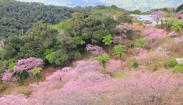 本部八重岳櫻之森公園寒緋櫻盛開,粉紅色櫻花沿山坡綿延,呈現日本最早櫻花季的景色