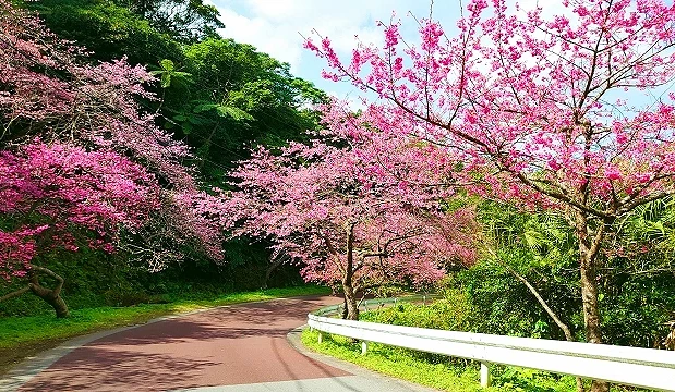 八重岳櫻花道路景象,寒緋櫻沿山路兩側盛開,形成粉紅色櫻花隧道的賞櫻畫面
