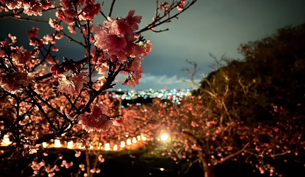 八重瀨公園夜櫻點燈景象,粉紅色寒緋櫻在夜色與燈光中盛開,背景可見城市夜景