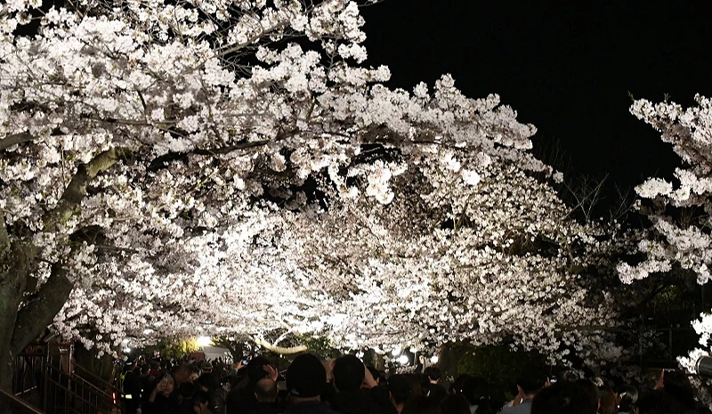 夜晚的燈照在櫻花上