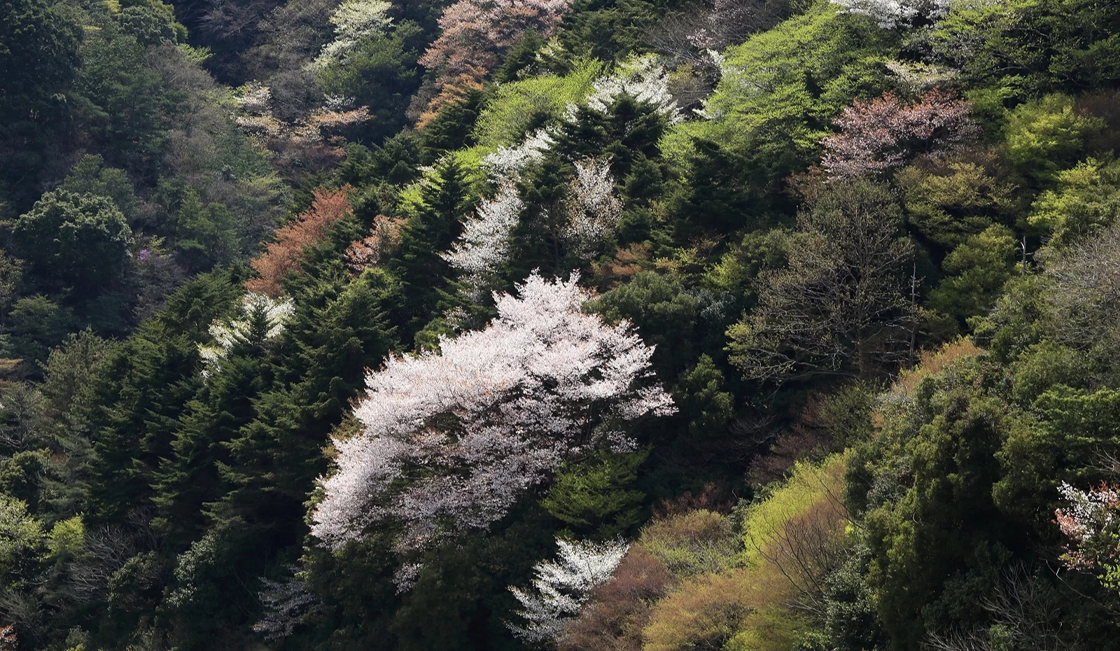 數株櫻花斜斜生長於山壁之上