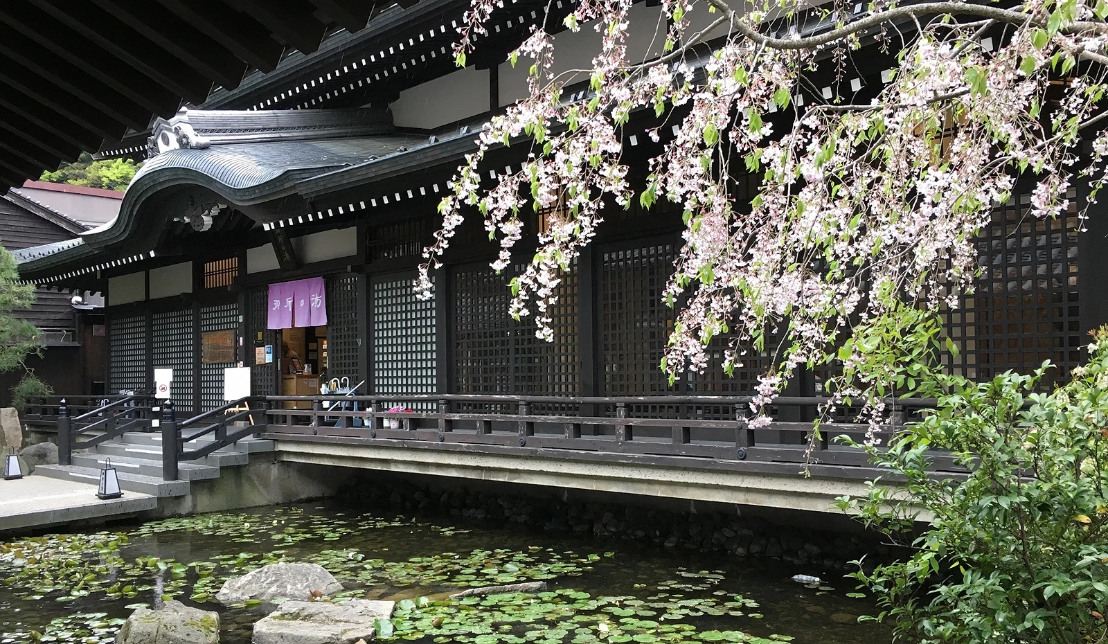 日式溫泉旅館外觀與櫻花樹