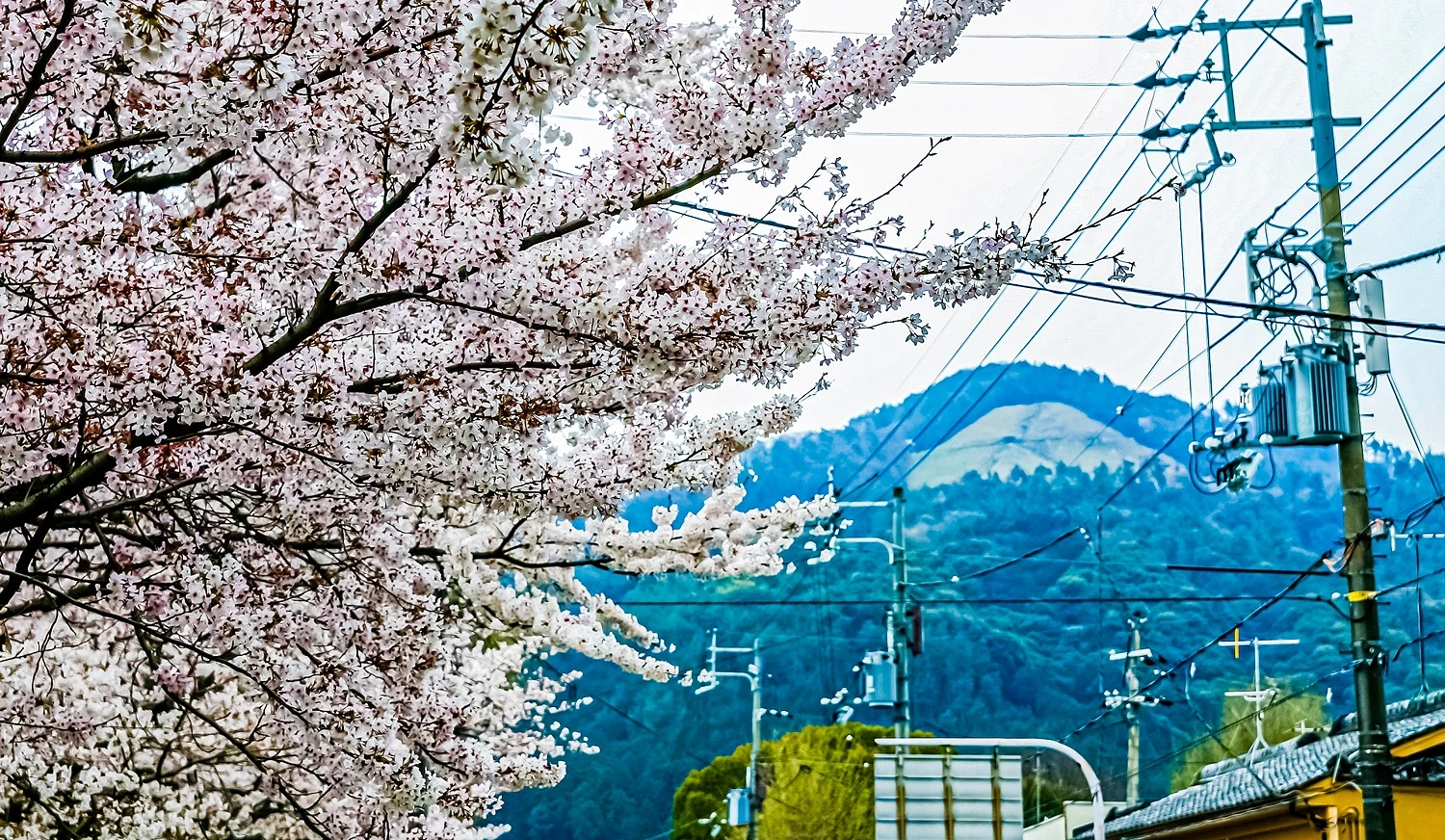 滿開的櫻花,背後是大文字的山景