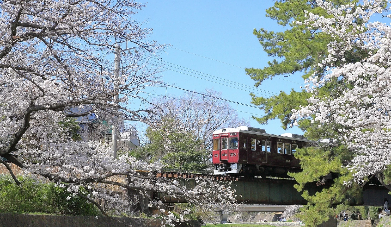 紅色的阪急電車行經櫻花樹之間