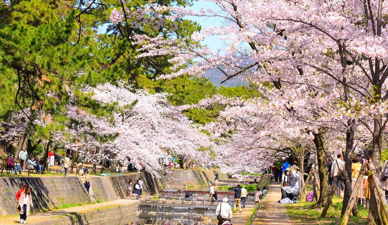 許多遊客走在夙川公園的河岸兩旁欣賞櫻花