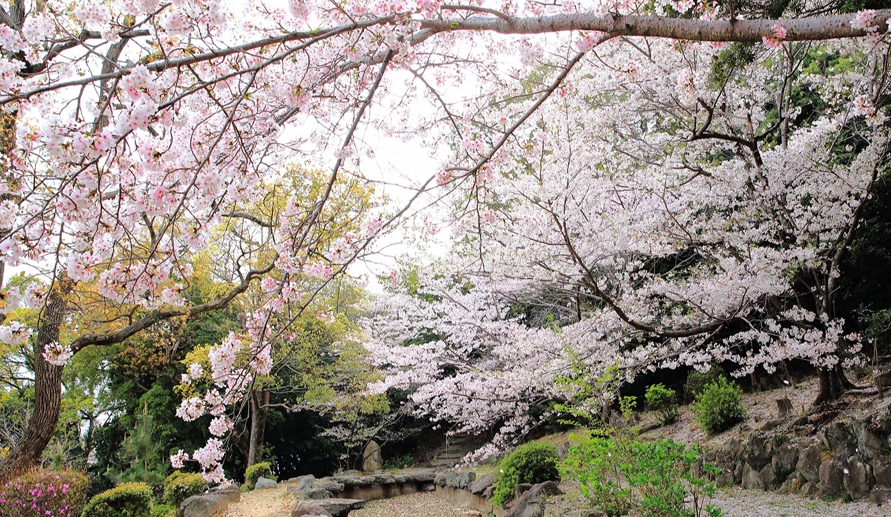 須磨浦公園園內的步道,旁邊有滿開的櫻花