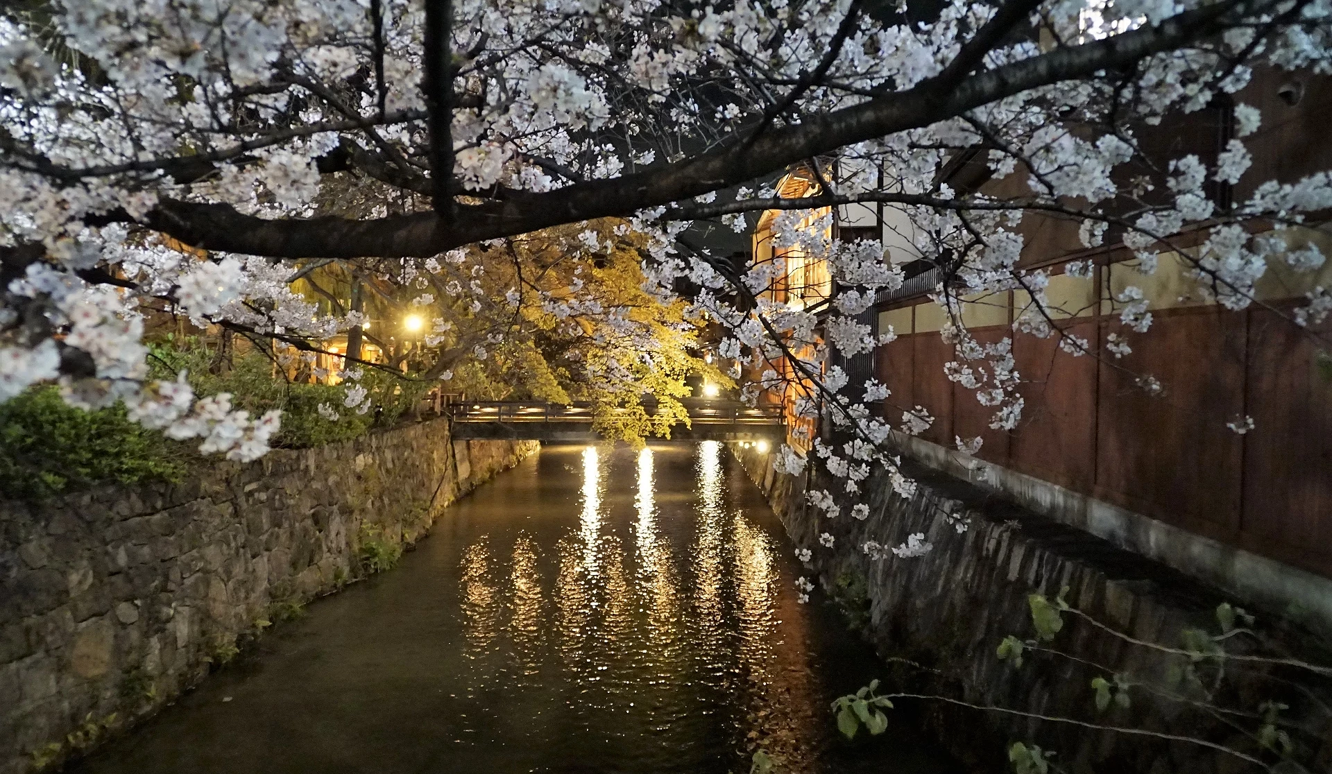夜晚的高瀨川河面上有著盛開的櫻花和點燈