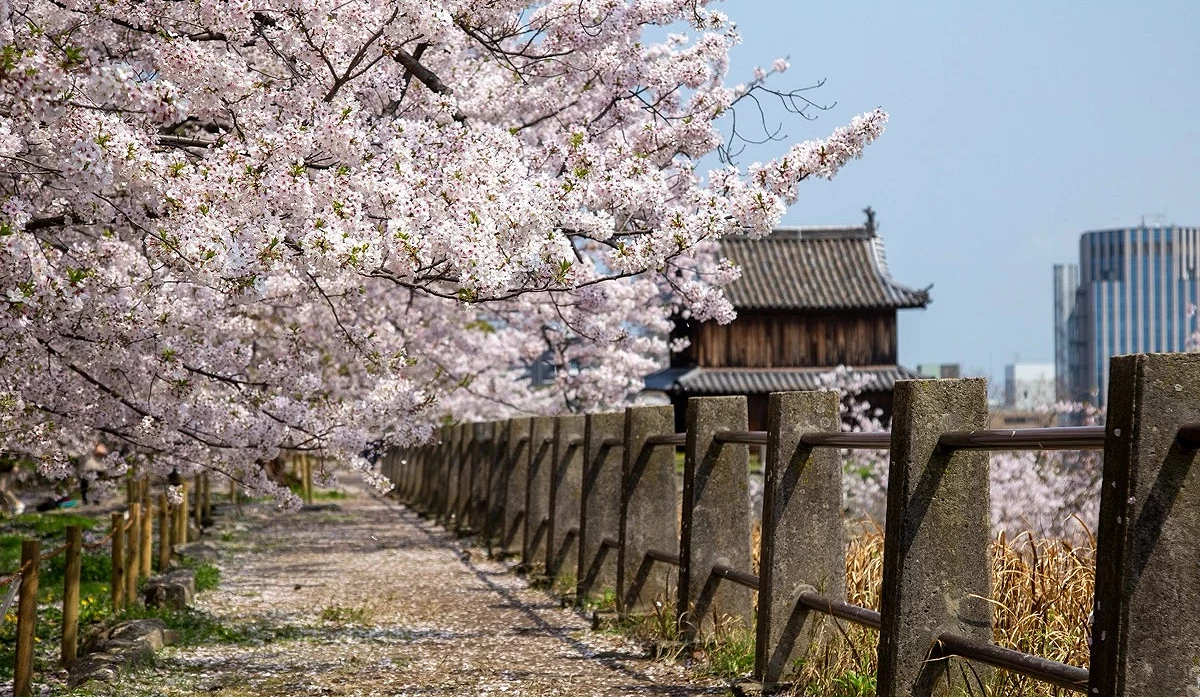 無人的櫻花公園,遠方有座小城