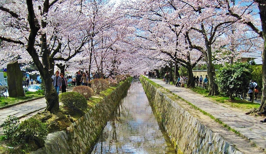 哲學之道櫻花滿開盛況