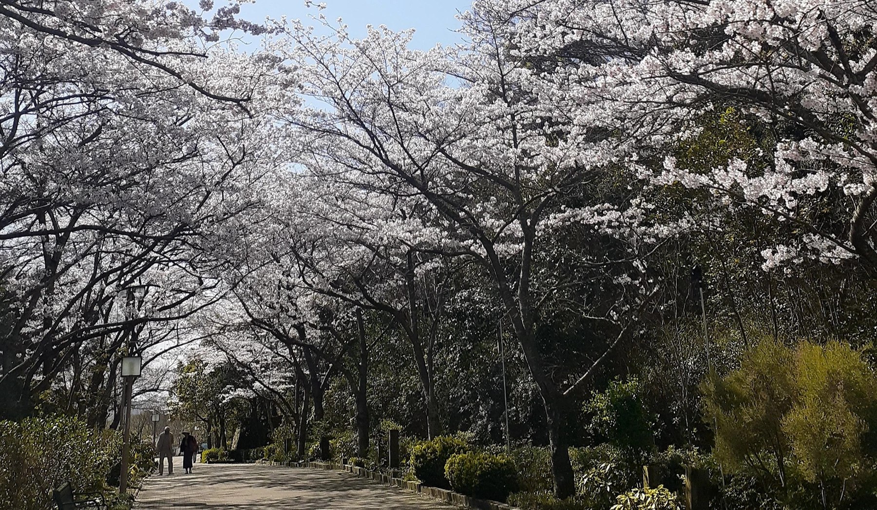 7分綻放的櫻花,形成櫻花隧道