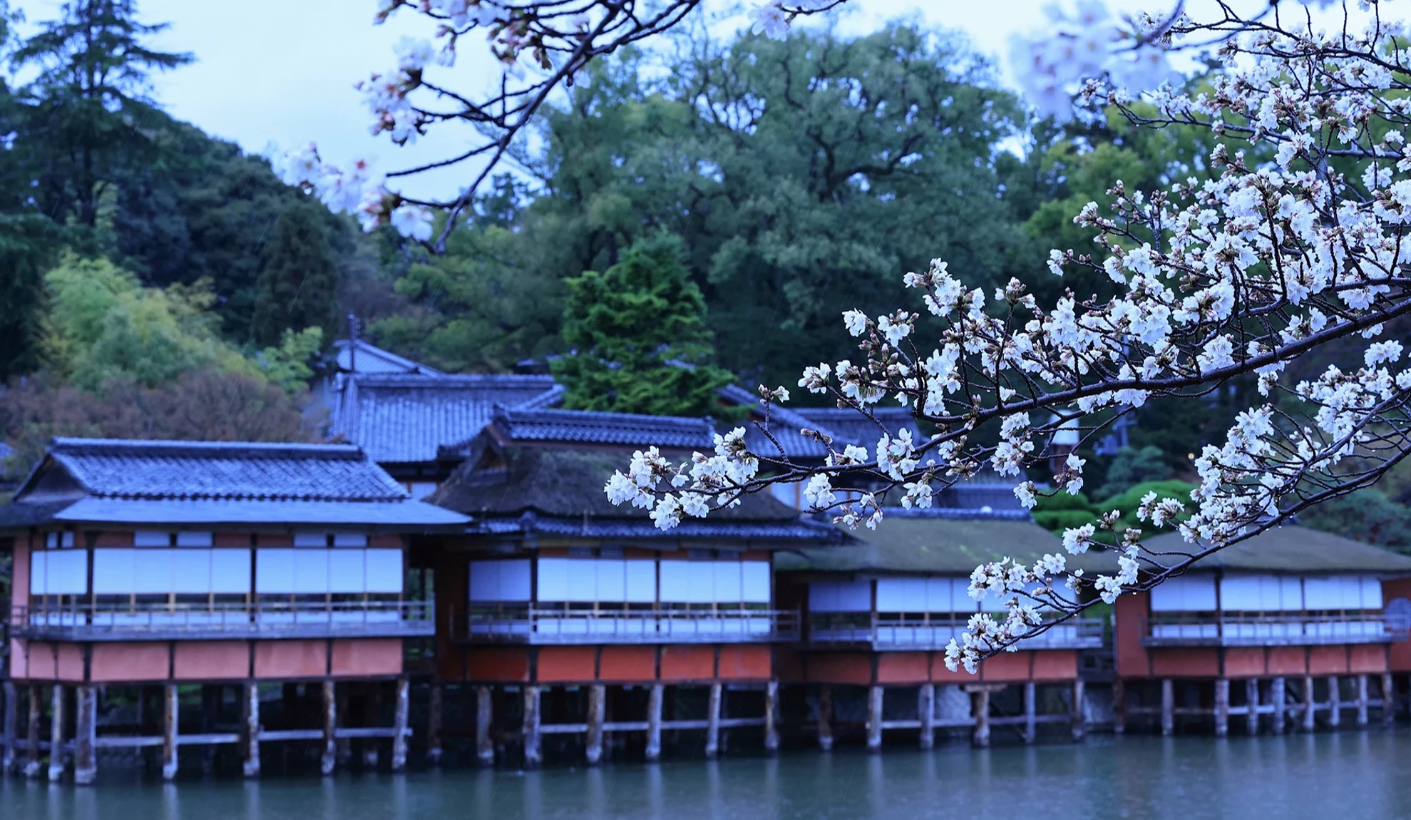 建於八條池上的整排日式建築與櫻花