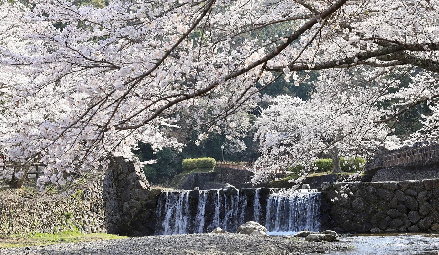 白色櫻花向河川中心延伸出去。水位高低差形成了小瀑布