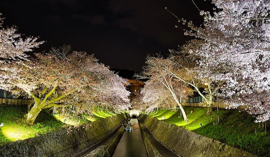 夜晚時刻河川旁滿開的櫻花樹