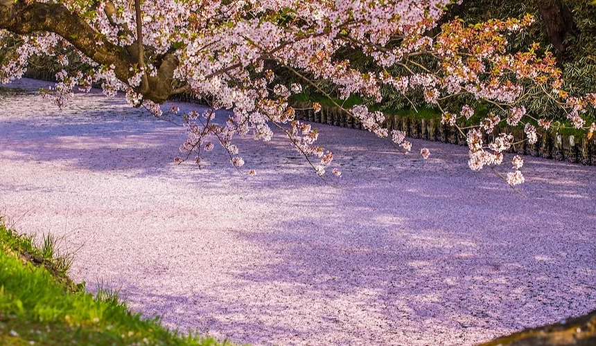 櫻花花瓣鋪滿水面