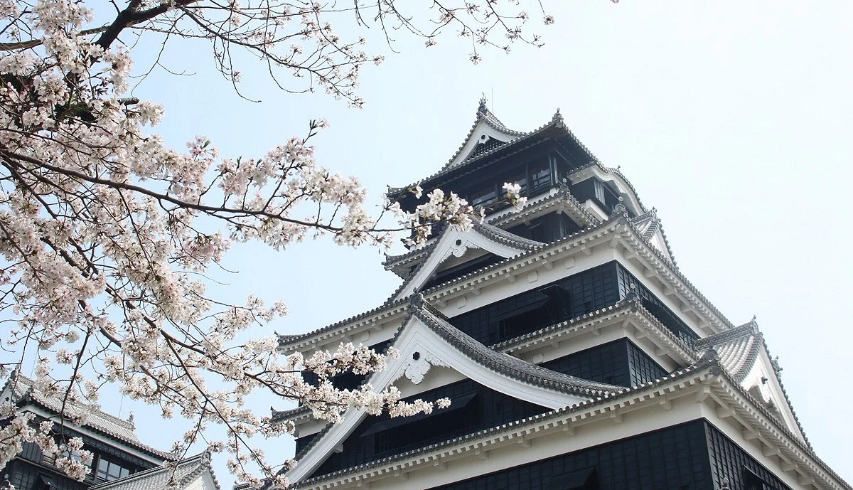 熊本城與櫻花