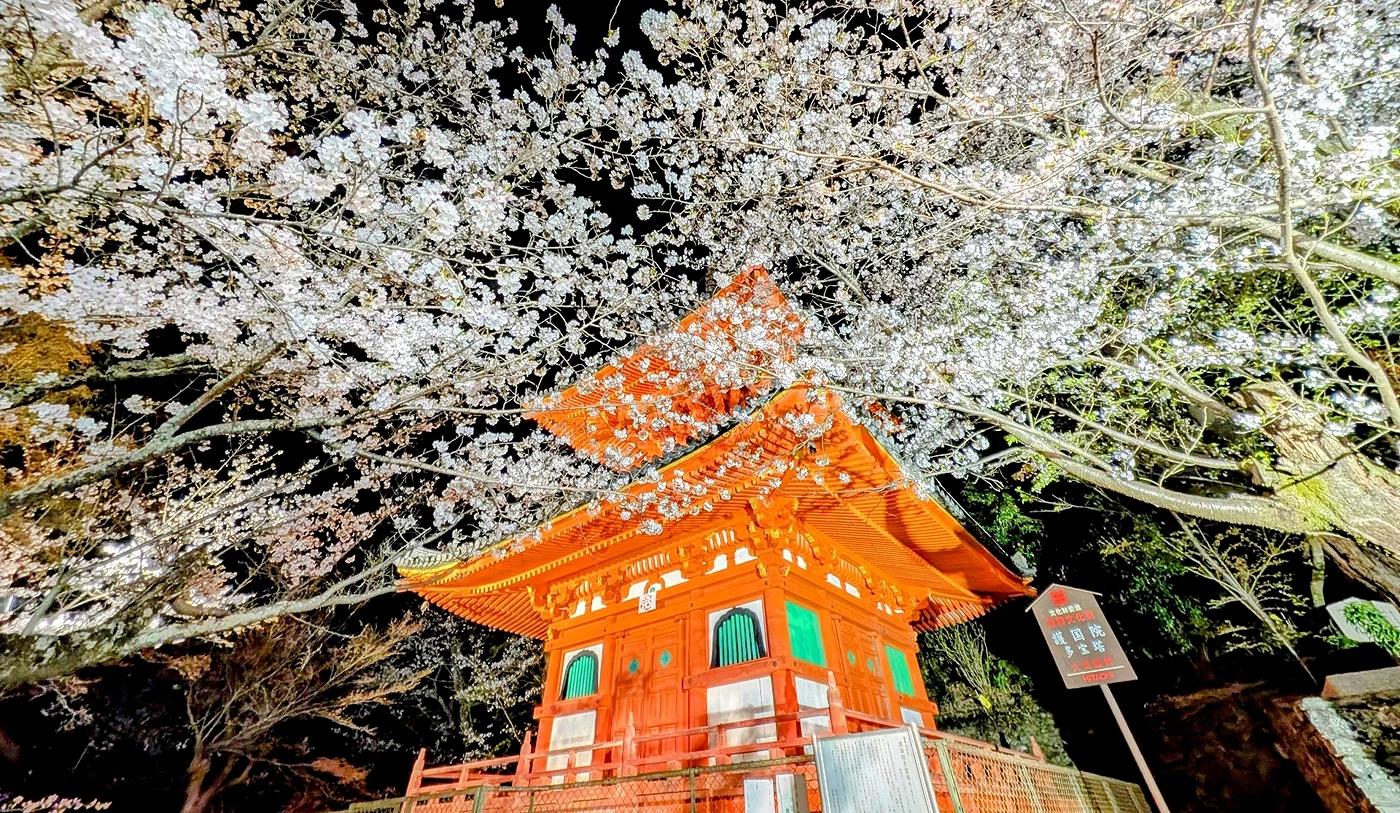 夜間燈光照在櫻花與三重塔上