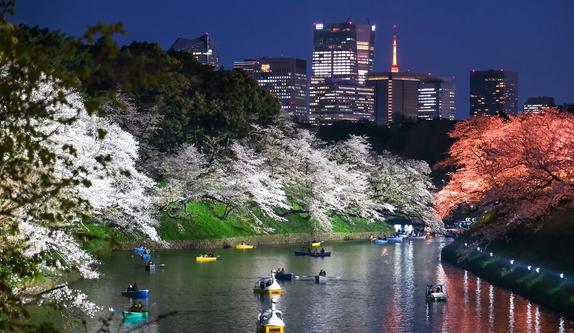千鳥淵公園夜間賞櫻划船