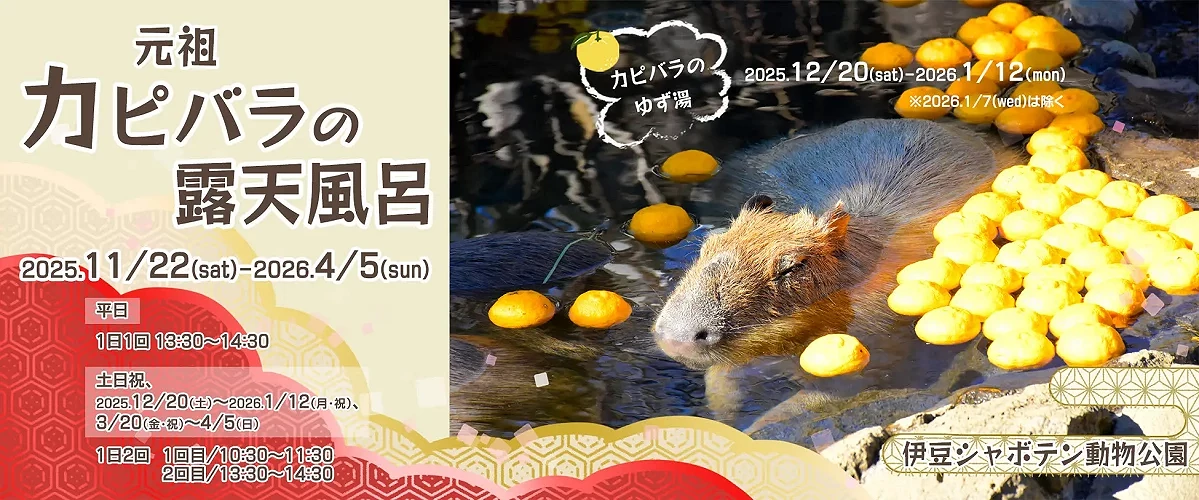 水豚柚子溫泉活動視覺