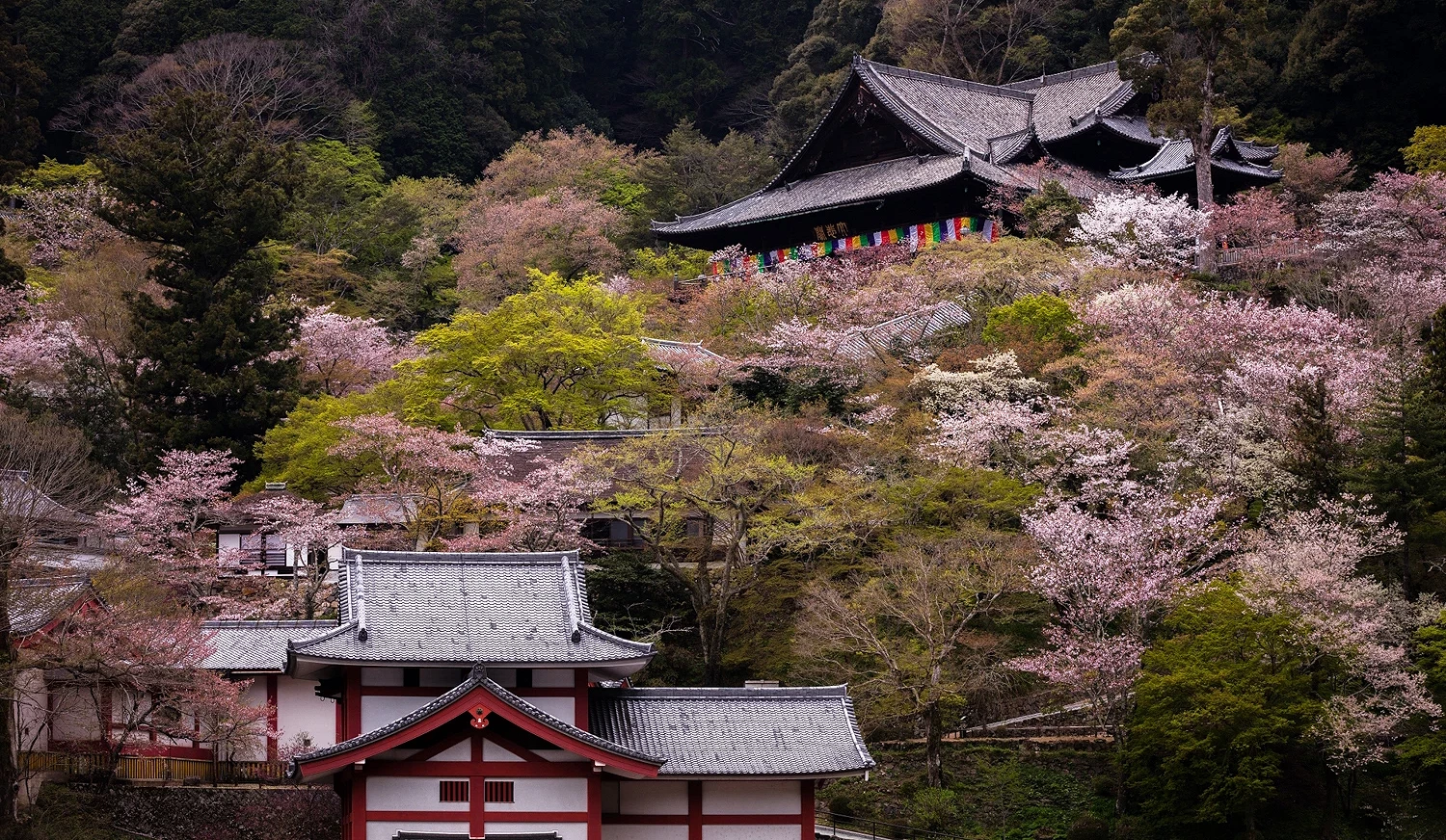 位於山上的長谷寺,可見錯落的山頭上有著層層的櫻花