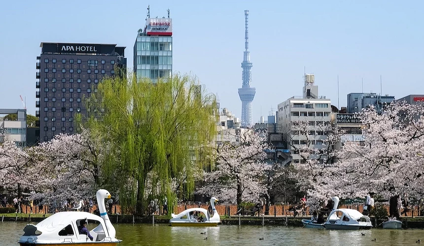 上野恩賜公園不忍池櫻花盛開,晴空塔佇立在遠方