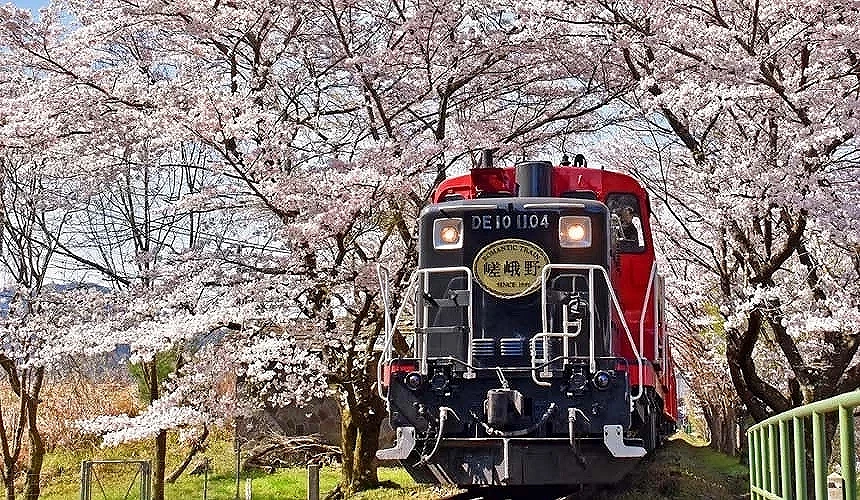 紅色的電車駛過櫻花樹下