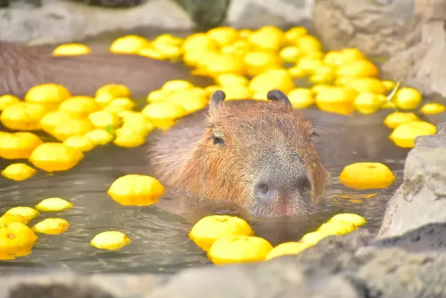 冬季必看「水豚溫泉秀」！來伊豆仙人掌動物公園看可愛水豚泡柚子湯