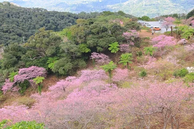 2026沖繩櫻花7選：全日本最早！八重岳櫻之森公園、名護城公園賞櫻必看
