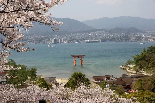 廣島櫻花推世羅高原農場、岡山賞櫻必去旭川櫻花道【山陽山陰櫻花30選】 的縮圖