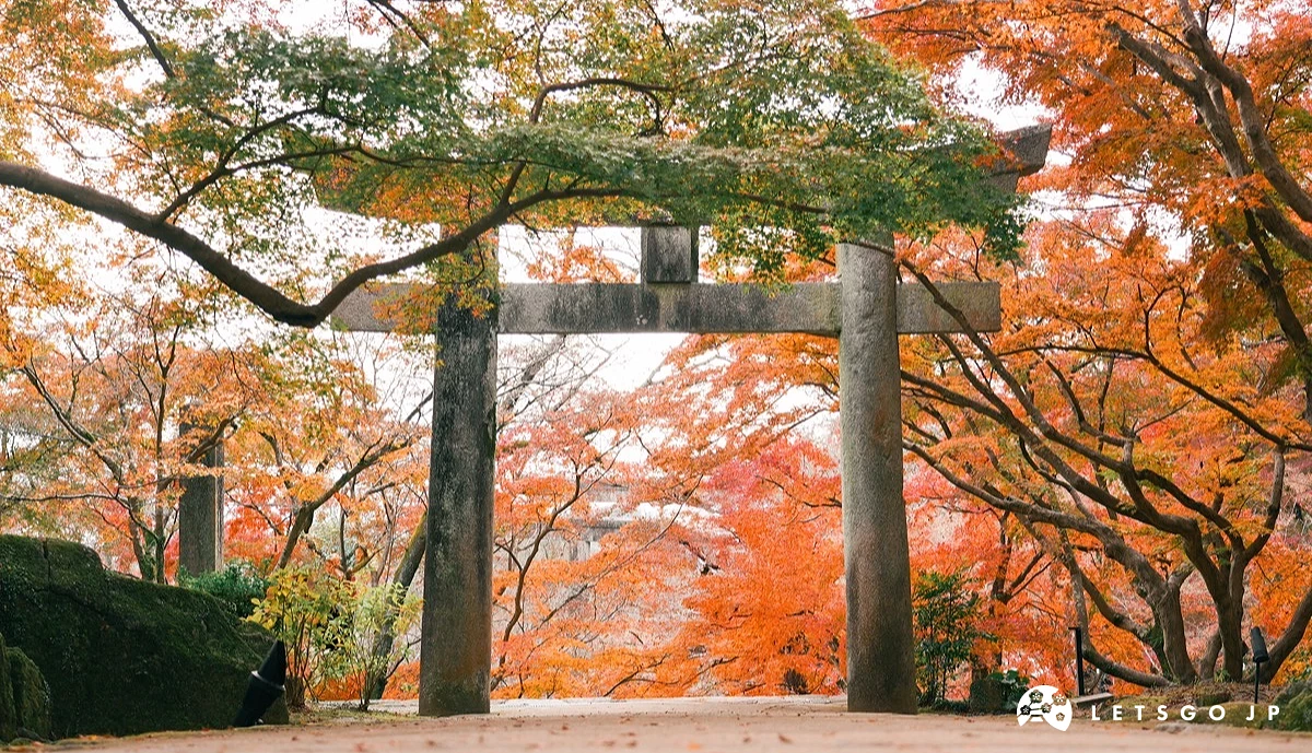 滿滿楓葉圍繞在鳥居四周