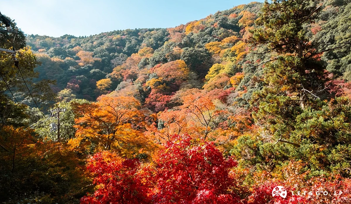 秋季時漫山遍野的紅葉美景