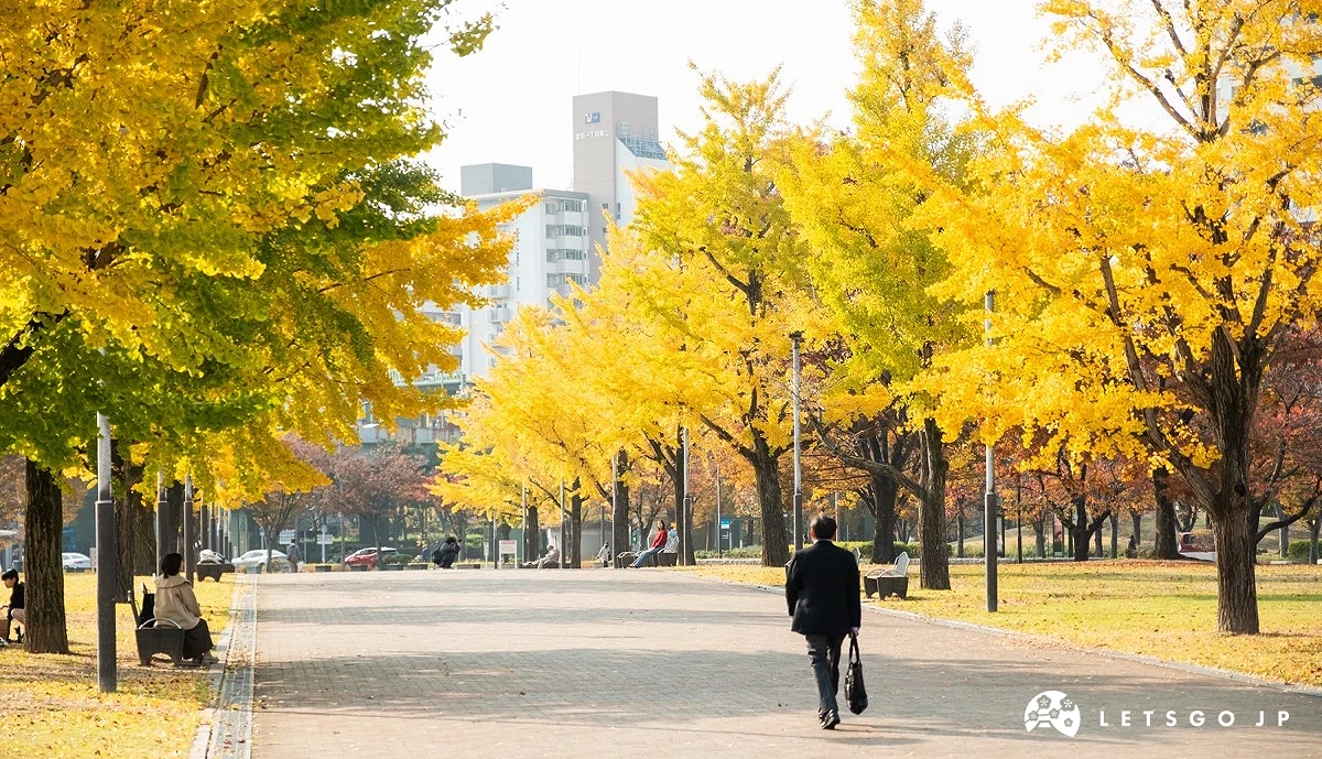 道路兩旁滿是金黃銀杏的公園