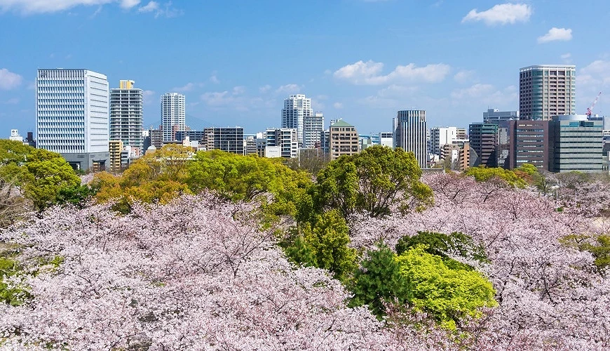 從舞鶴公園眺望櫻花海與福岡市景