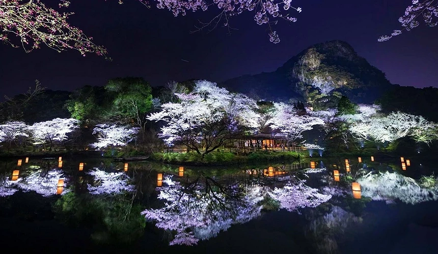 夜櫻的池塘倒影