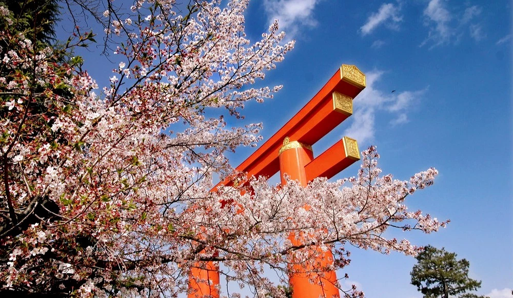 平安神宮鳥居和櫻花
