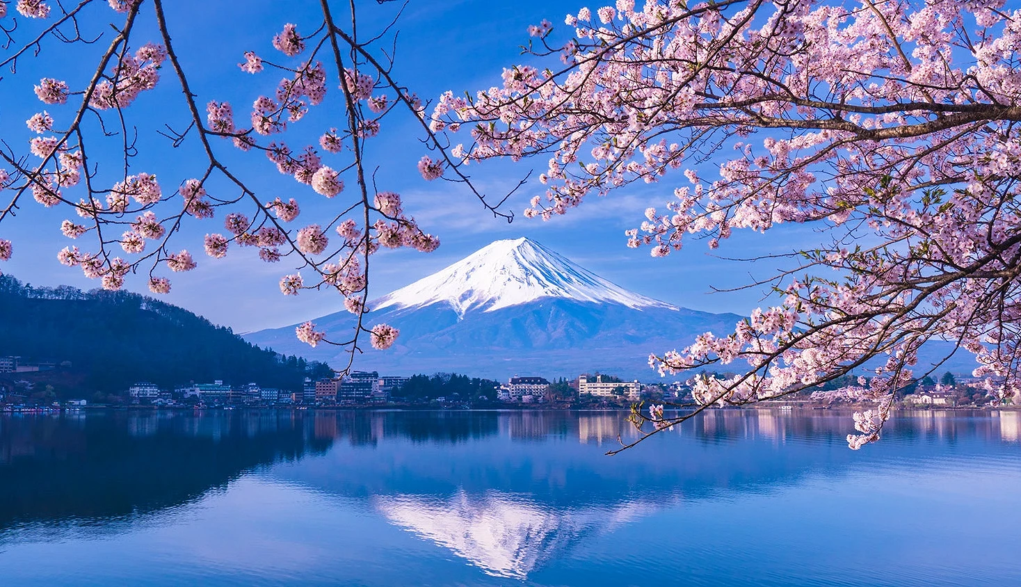 河口湖的富士山與櫻花景色