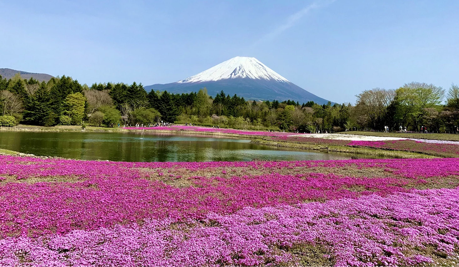 芝櫻與富士山