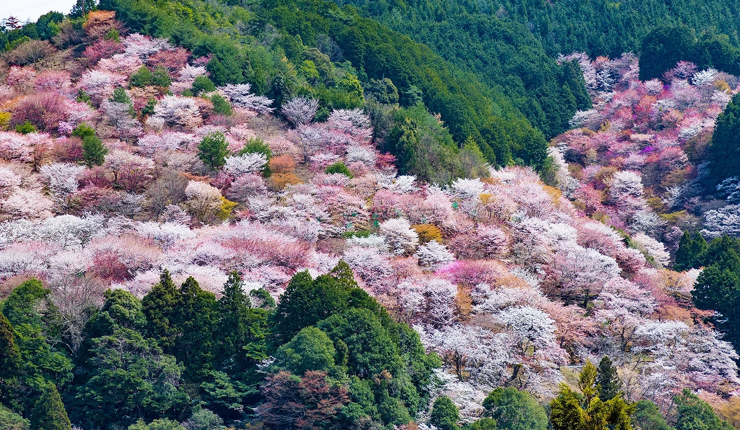 奈良吉野山的山櫻