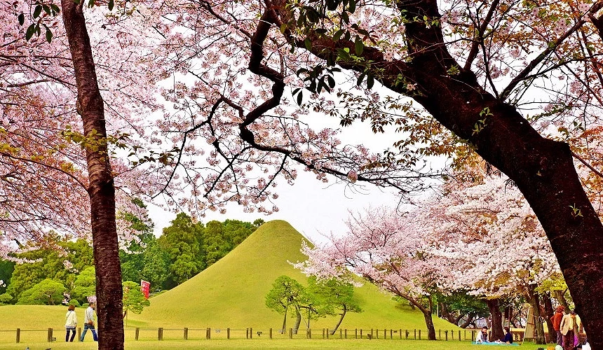 綠色庭園與櫻花