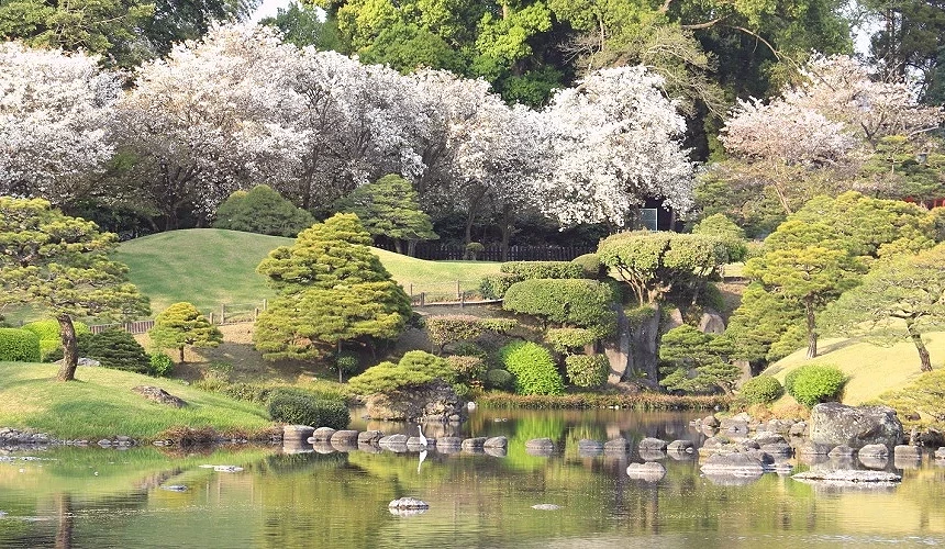 湖泊、庭園造景與櫻花