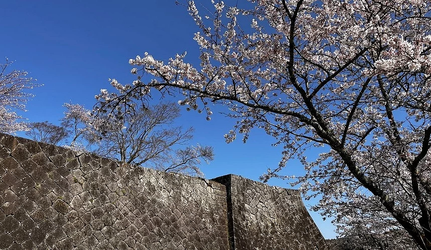 城牆與櫻花