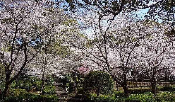 櫻花樹林