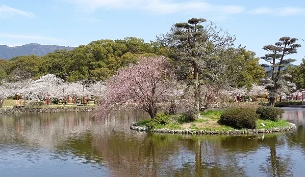 櫻花與庭園