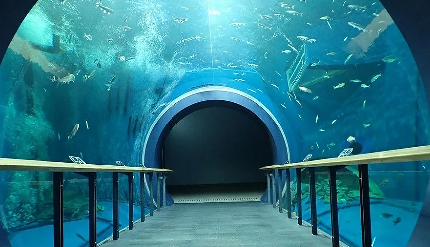 琵琶湖博物館的水族區