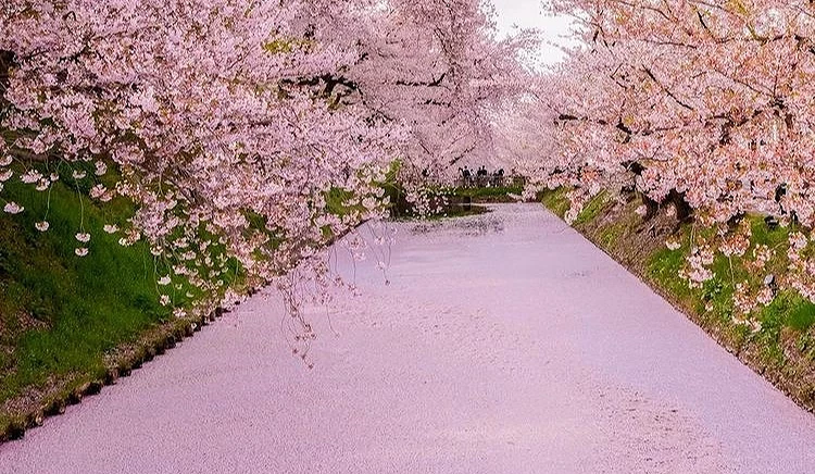 弘前公園的櫻花
