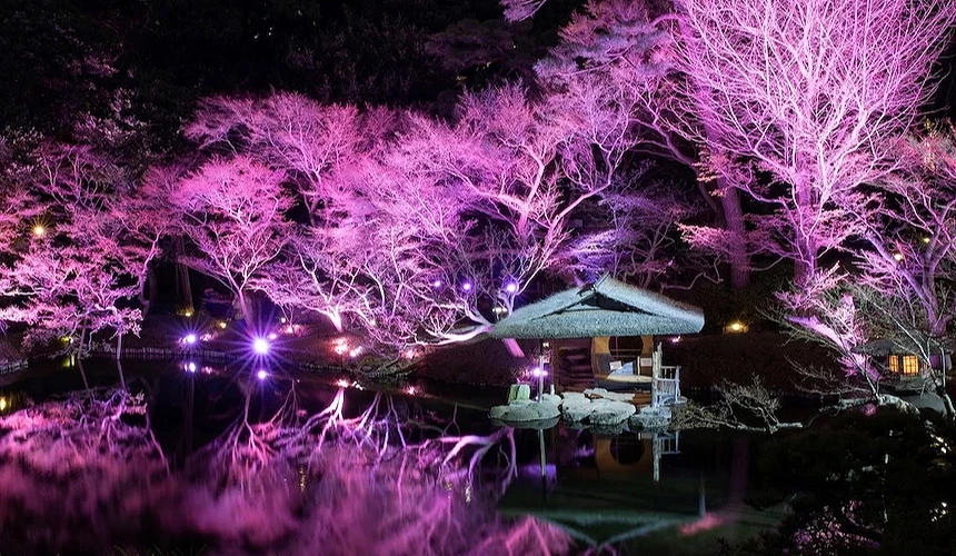 八芳園櫻花點燈,粉色櫻花照映在湖面