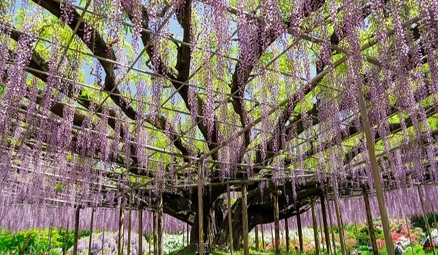 大型紫藤藤棚下垂掛滿淡紫色花穗,老樹枝幹支撐整片紫藤花瀑布
