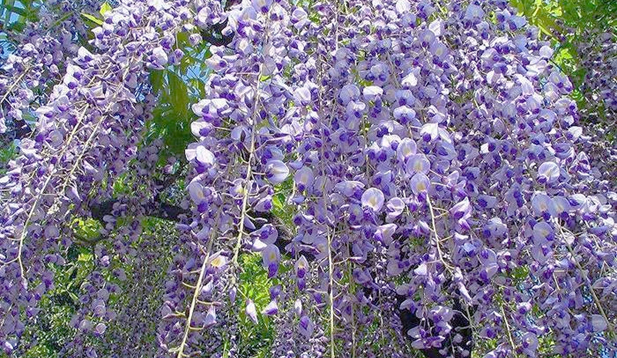 曼陀羅寺公園盛開的紫藤花近景,淡紫色花穗層層垂落,在陽光下展現柔和而細緻的花姿