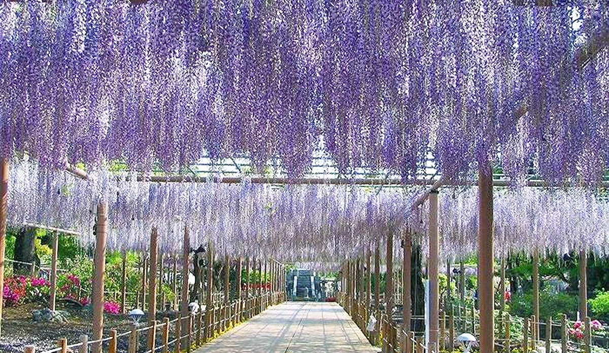 曼陀羅寺公園內的紫藤花隧道,長長花穗覆蓋步道