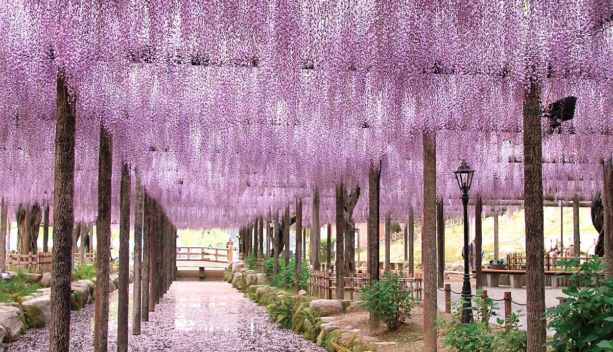 天王川公園盛開期的紫藤花棚隧道,層層垂落的淡紫色花穗鋪滿步道,營造出靜謐而夢幻的賞花空間